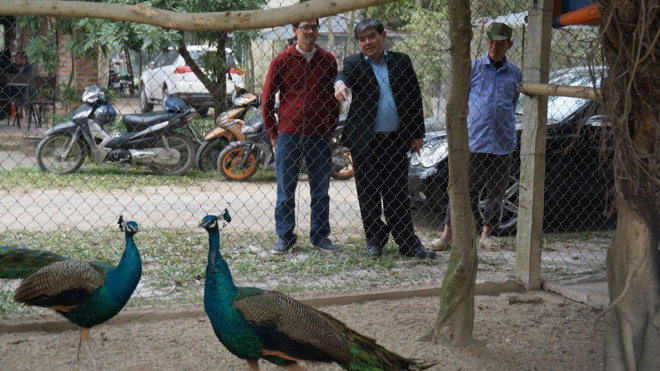 Đại gia chi chục triệu săn chim công quý chơi Tết Ảnh 2