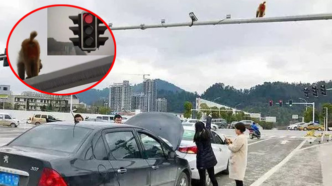 Nhìn nhầm mông khỉ là… đèn đỏ, người phụ nữ gây tai nạn liên hoàn Ảnh 2