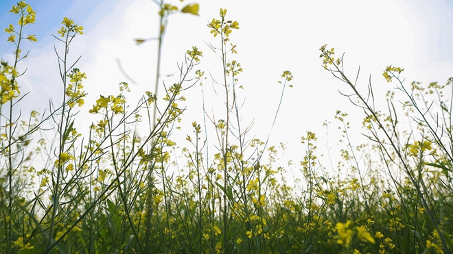 Vườn cải còn nở rộ khoảng 2 tuần nữa, ai chưa kịp 'check in' thì nhanh chân lên nhé Ảnh 2