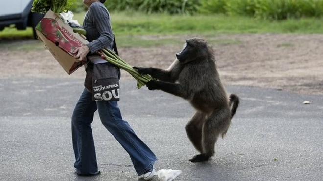 Chẳng ai ngờ rằng, những con vật siêu đáng yêu này lại là 'tội phạm' khét tiếng Ảnh 2