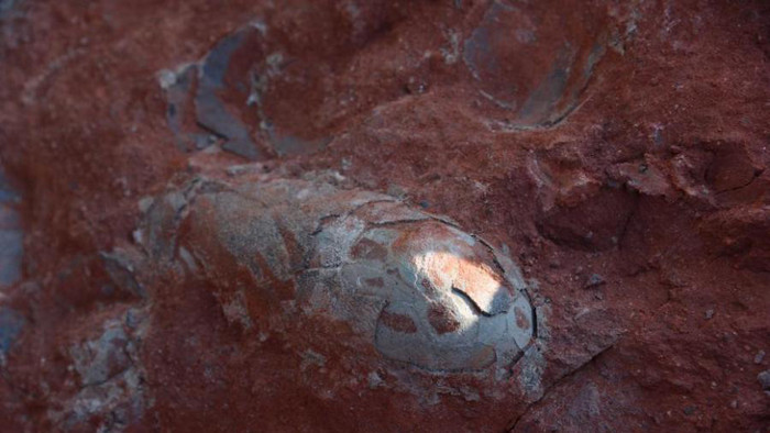 Trung Quốc: Phát hiện trứng khủng long 130 năm triệu năm vẫn còn nguyên vẹn Ảnh 2