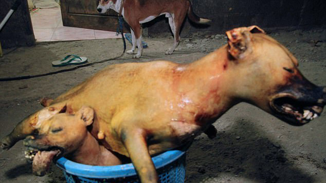 Những hình ảnh rùng rợn trong trang trại thịt chó khiến người yêu động vật thực sự phẫn nộ Ảnh 2