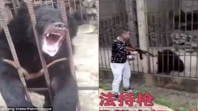 Du khách Trung Quốc giơ súng bắn chết gấu đen gây phẫn nộ Ảnh 2
