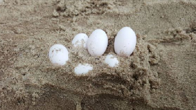 Từ những quả trứng bí ẩn, tá hỏa phát hiện 7 tổ rắn nâu cực độc ngay trong sân trường Ảnh 2