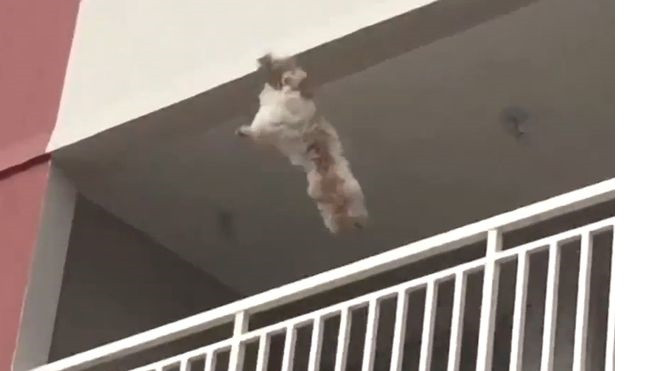 Thót tim khoảnh khắc chó con ngã khỏi ban công tầng 3 và cái kết đầy may mắn Ảnh 2