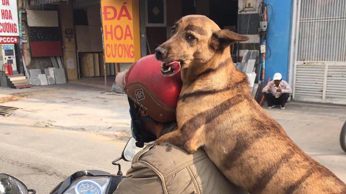 Chú chó cosplay chúa tể rừng xanh, lại thêm cặp lông mày 'hot trend' khiến dân mạng cười ngất Ảnh 2