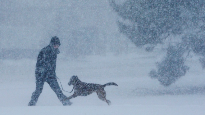 Để mặc chó đóng băng tới chết giữa cái lạnh 'cắt da cắt thịt', người phụ nữ bị buộc tội hành hạ động vật Ảnh 2