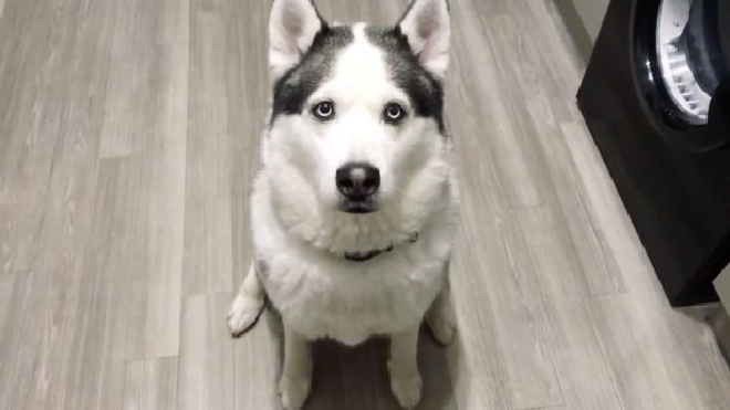 Chú chó Husky tỏ tình 'I love you' với chủ khiến dân mạng 'phát cuồng' Ảnh 2