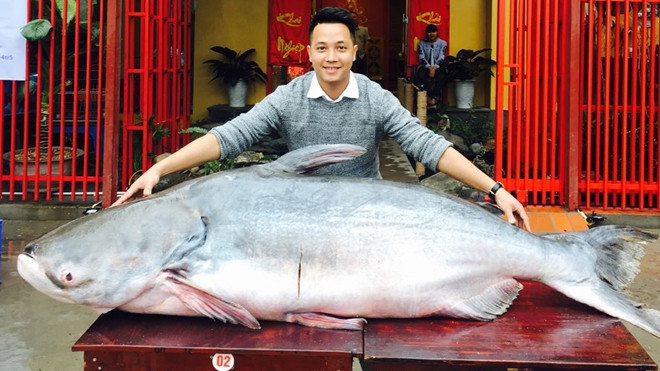 'Quái ngư' dài 2,3m nặng 1,6 tạ từ Campuchia về Việt Nam Ảnh 2