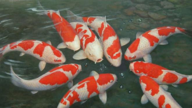 Cơn sốt cá Koi và những điều hơn cả mức giá trăm đô Ảnh 2