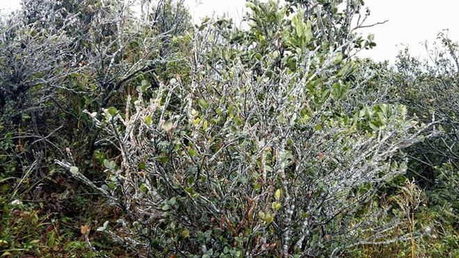 Miền Bắc trong đợt rét 'kỷ lục' - Đỉnh Mẫu Sơn liệu có tuyết rơi? Ảnh 2