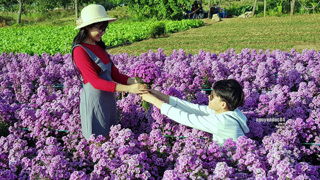 Vườn hoa thạch thảo đang gây sốt ở Bà Rịa Vũng Tàu Ảnh 2