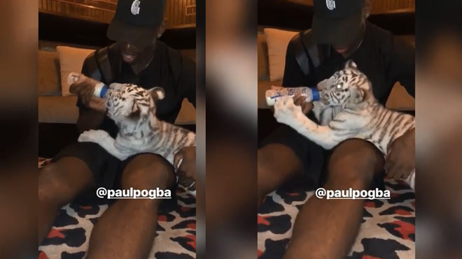 Sốc với cảnh Paul Pogba làm 'bảo mẫu' cho hổ Ảnh 2