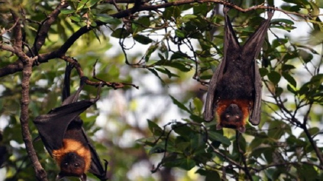 Món ăn từ dơi - đặc sản của dân nhậu miền Tây khiến nhiều người 'khóc thét' Ảnh 2