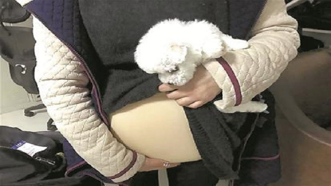 Giả vờ mang thai để đưa chó cưng lên máy bay, cô gái nhận cái kết đắng Ảnh 2