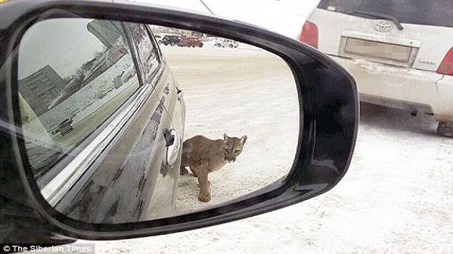 Bị báo vồ, người phụ nữ thoát chết ngoạn mục nhờ thứ không ai ngờ tới Ảnh 2