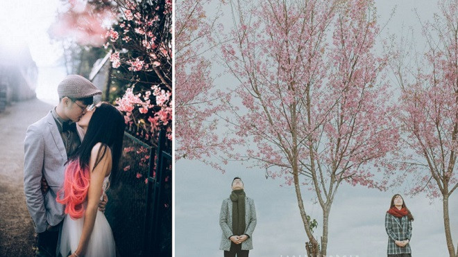 Ra mà xem, cả thế giới đang ở Đà Lạt và 'sống ảo' với hoa mai anh đào này! Ảnh 2