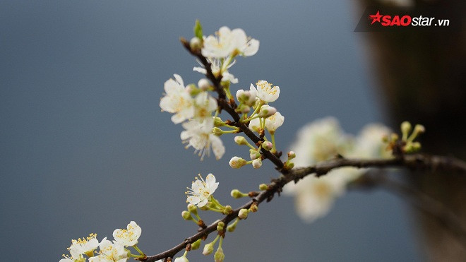 2 tuần tới, hãy lập hội đến với Nà Ka ngắm hoa mận nở trắng góc trời Ảnh 2