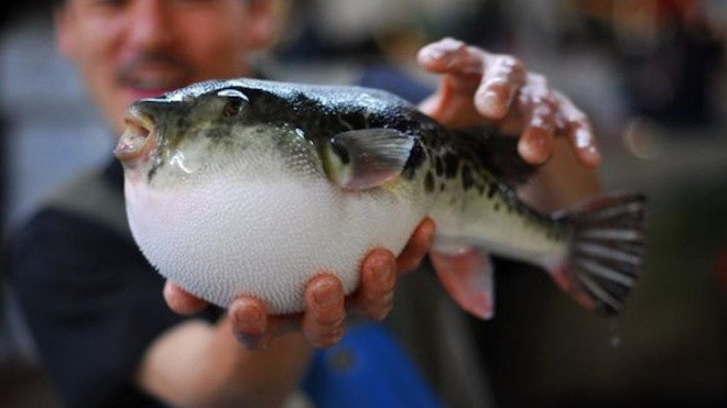 Bán nhầm cá nóc cực độc, siêu thị tá hỏa tìm khách hàng đen đủi Ảnh 2