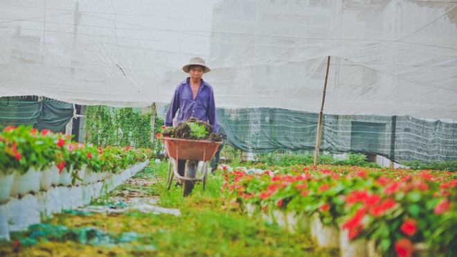 Hoa Tết khoe sắc trên những cánh đồng lớn nhất Sài Gòn Ảnh 2