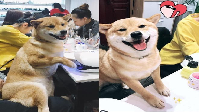 'Bộ sưu tập biểu cảm dễ thương' của chú chó khi được làm nail khiến dân mạng thích thú Ảnh 2