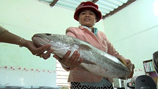 Người dân bắt được 2 con cá lạ nghi sủ vàng quý hiếm Ảnh 2