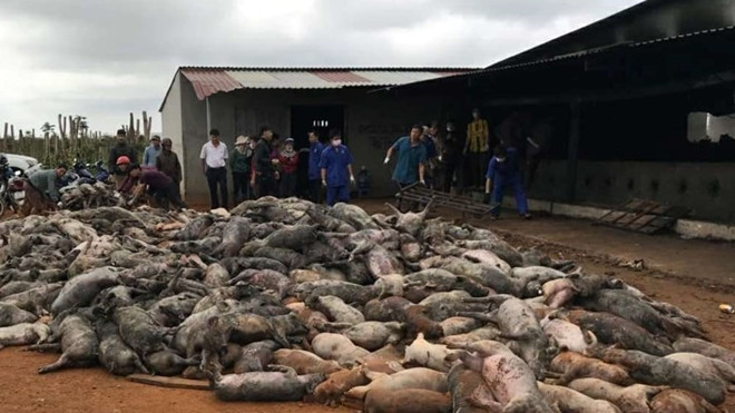 Chập điện, đàn heo hơn 1.200 con bị chết cháy Ảnh 2