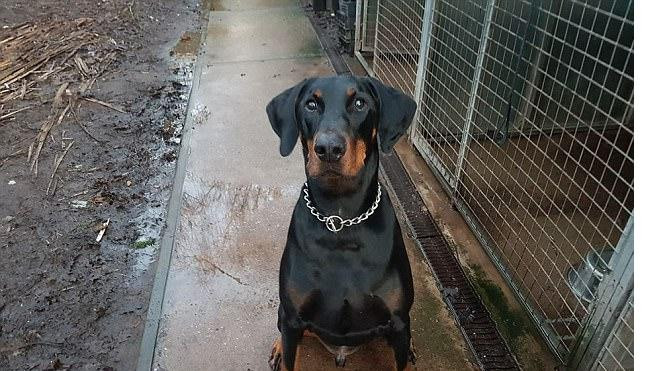 Cảm động chú chó trung thành tự bắt tàu hỏa, vượt hơn 180km để tìm gặp chủ Ảnh 2