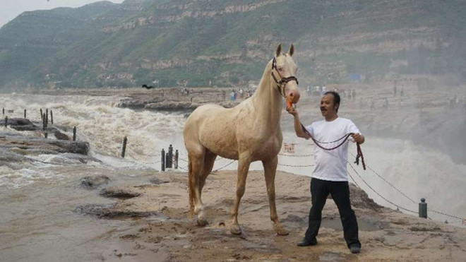 Đại gia Trung Quốc chi 300 triệu USD mua giống ngựa 'mồ hôi đỏ như máu' Ảnh 2