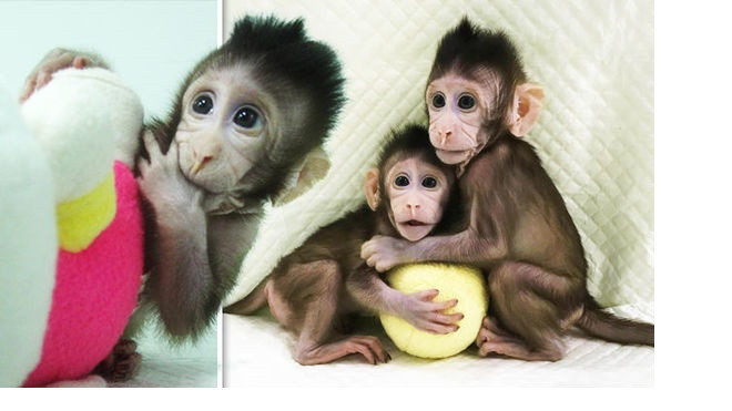 Đôi khỉ nhân bản đầu tiên trên thế giới ra đời bằng công nghệ phức tạp từng tạo ra cừu Dolly Ảnh 2