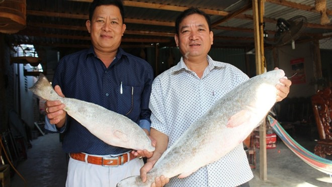 Câu được cặp cá sủ vàng trị giá bạc tỉ Ảnh 2