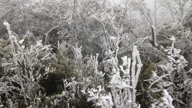 Cận cảnh băng giá phủ trắng đỉnh Mẫu Sơn trong tiết trời rét -1,4 độ C Ảnh 2