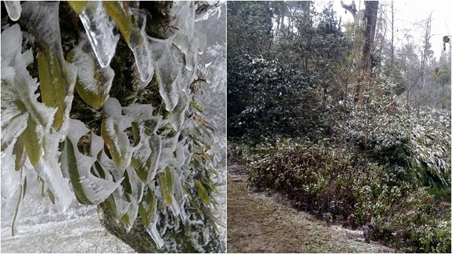 Sau Sapa, đến lượt Y Tý cũng trắng xóa vì băng tuyết bao phủ Ảnh 2