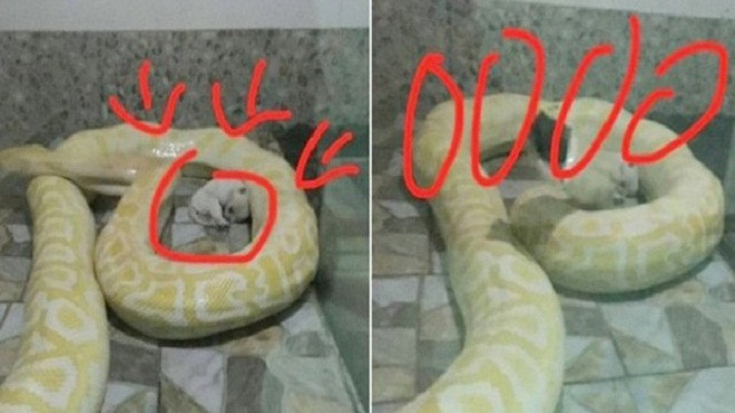 CLIP: Kinh hãi cảnh chó con bị thả chung chuồng với trăn Ảnh 2