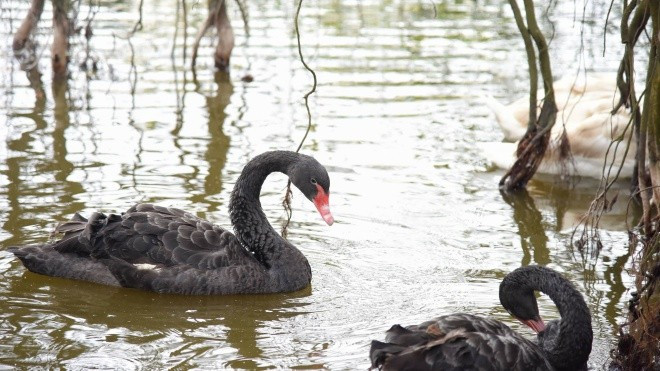 Đàn thiên nga được thả ở hồ Gươm có giá khoảng 40 triệu đồng một cặp Ảnh 2