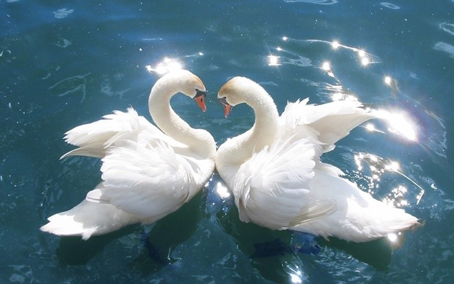 Tưởng thiên nga kết đôi thì sẽ bên nhau trọn đời nhưng hóa ra cũng có những 'vụ ly dị đình đám' như thế này Ảnh 2