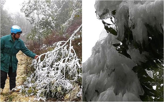 Băng giá bao phủ trắng xóa, thảm thực vật ở Mù Cang Chải bị tàn phá nặng nề Ảnh 2