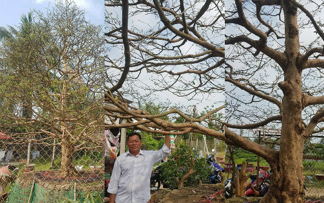 Cận cảnh 'lão mai' 90 năm tuổi được rao bán 1,6 tỉ đồng ở Cần Thơ Ảnh 2