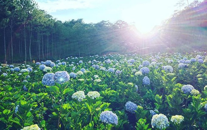 5 vườn hoa cẩm tú cầu 'để dành' cho Tết đi Đà Lạt Ảnh 2
