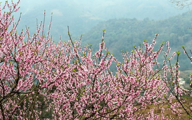 Dịp Tết Nguyên đán, không khí lạnh tràn về miền Bắc đúng vào ngày tất niên Ảnh 2