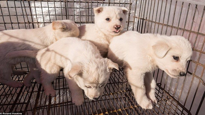 Tình cảnh khốn khổ của những chú chó được bày bán công khai tại Hàn Quốc khiến nhiều người không khỏi rùng mình Ảnh 2