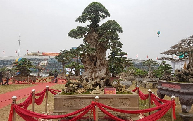 Trải thảm đỏ cho 'cụ' duối ngàn tuổi giá 6 tỷ Ảnh 2