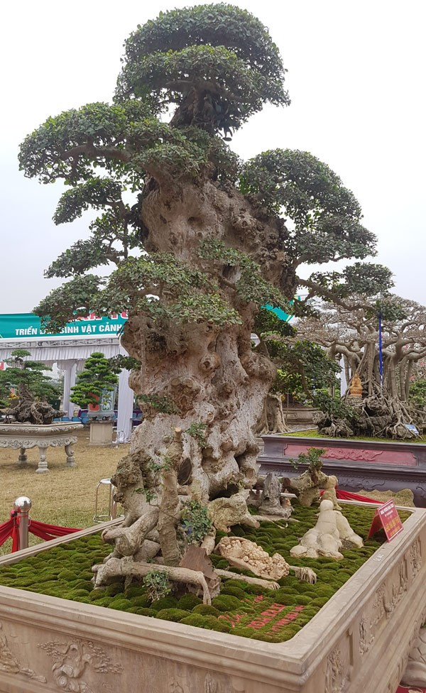 Trải thảm đỏ cho 'cụ' duối ngàn tuổi giá 6 tỷ Ảnh 9