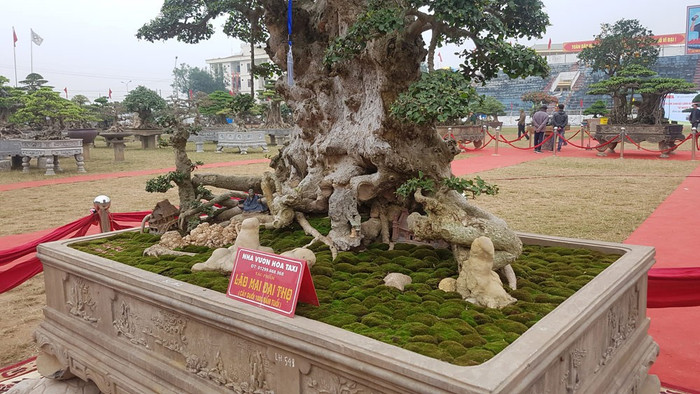 Trải thảm đỏ cho 'cụ' duối ngàn tuổi giá 6 tỷ Ảnh 10