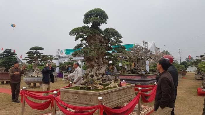 Trải thảm đỏ cho 'cụ' duối ngàn tuổi giá 6 tỷ Ảnh 11