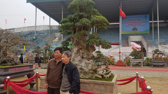 Trải thảm đỏ cho 'cụ' duối ngàn tuổi giá 6 tỷ Ảnh 6