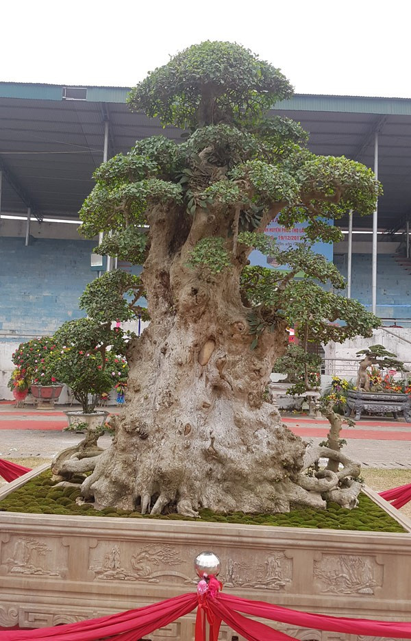 Trải thảm đỏ cho 'cụ' duối ngàn tuổi giá 6 tỷ Ảnh 5