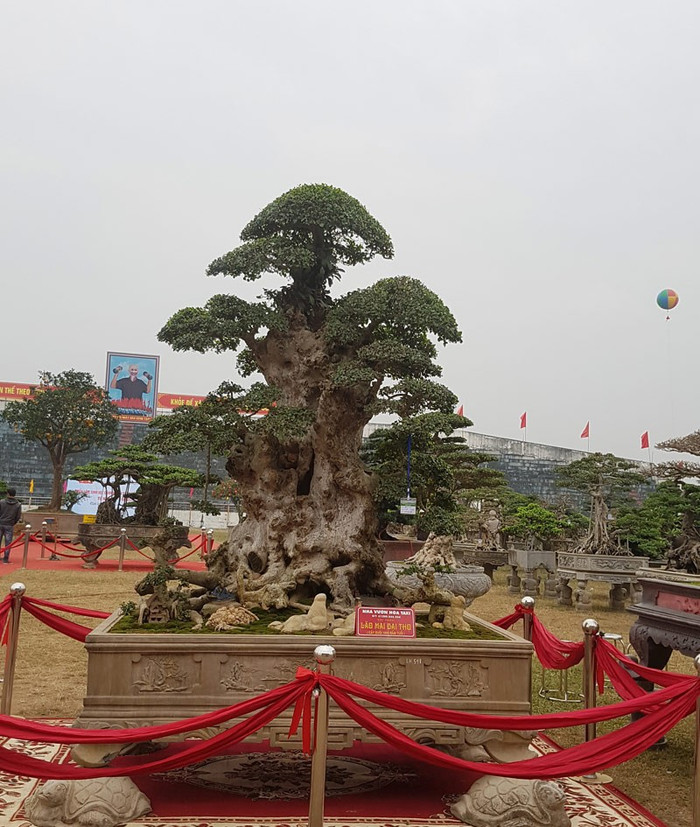 Trải thảm đỏ cho 'cụ' duối ngàn tuổi giá 6 tỷ Ảnh 4