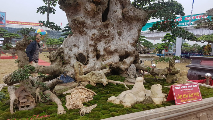 Trải thảm đỏ cho 'cụ' duối ngàn tuổi giá 6 tỷ Ảnh 7