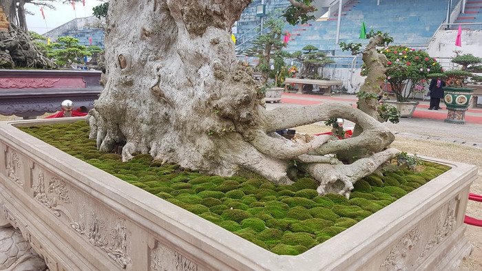 Trải thảm đỏ cho 'cụ' duối ngàn tuổi giá 6 tỷ Ảnh 8